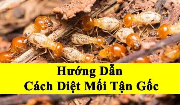 cách diệt mối tận gốc
