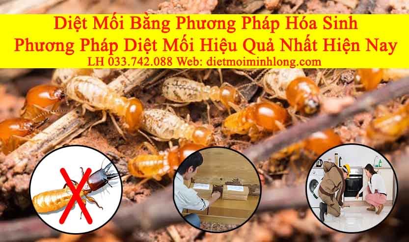 diệt mối tại bình dương