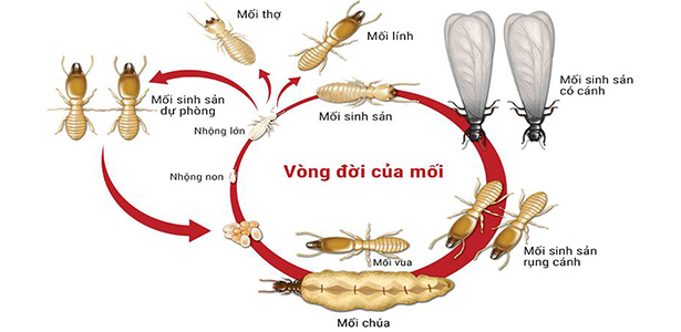 nguyên nhân nhà bị mối