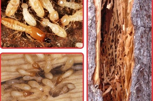 diệt mối tại thành phố mới bình dương