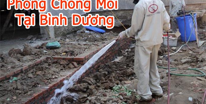 dịch vụ phòng chông mối