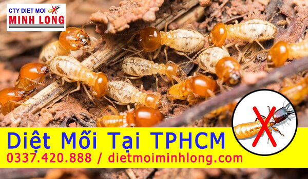 diet moi tai tphcm
