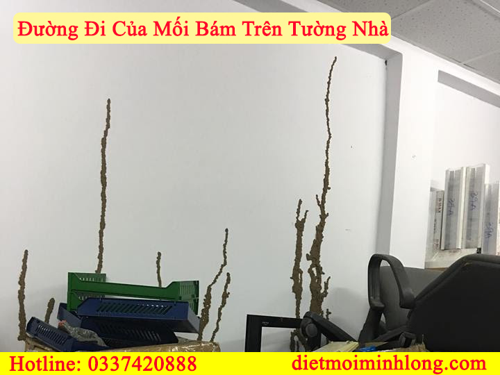diệt mối tại dĩ an bình dương