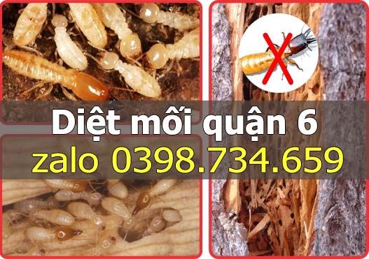 diệt mối tại quận 6