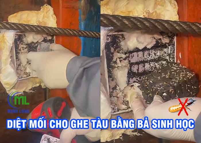 diệt mối ghe tàu